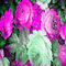 green pink milla1959 - Free animated GIF Animated GIF