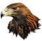 Aigle - Free PNG Animated GIF