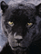black panther bp - GIF animasi gratis GIF animasi