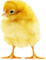Chick - GIF animé gratuit