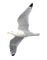 mouette - Free PNG Animated GIF