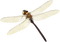 Dragonfly - gratis png geanimeerde GIF