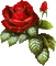 Flowers red rose bp - Ilmainen animoitu GIF animoitu GIF