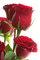 Rote Rosen, Strauss - Free PNG Animated GIF
