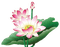 lotus flowers bp - PNG gratuit GIF animé