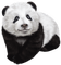 panda.Cheyenne63 - δωρεάν png κινούμενο GIF