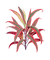 red plant - Free animated GIF