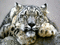 tigre - Ilmainen animoitu GIF animoitu GIF