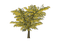 albero - PNG gratuit GIF animé