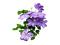 Цветок - png grátis Gif Animado