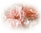 rosas transparente dubravka4 - zadarmo png animovaný GIF