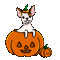 Pumpkin Dog - Darmowy animowany GIF animowany gif