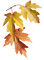 lehti, leaves, syksy, autumn