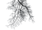 pianta - Free PNG Animated GIF