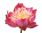 lotus, flower, fleur, kukka - PNG gratuit GIF animé