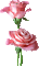 Roses - GIF animado grátis Gif Animado