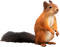 kikkapink deco autumn squirrel