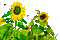 Y.A.M._Summer Flowers Decor - Безплатен анимиран GIF анимиран GIF