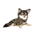 Chihuahua - ücretsiz png animasyonlu GIF