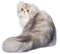 chat - 免费PNG 动画 GIF