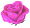 purple rose - png gratuito GIF animata