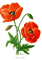 Mohn, Blumen - ingyenes png animált GIF