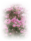fleurs - ingyenes png animált GIF