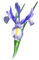 soave deco flowers iris purple  green - png grátis Gif Animado