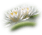 Kaz_Creations Deco Flower Flowers Colours - png gratuito GIF animata