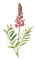 nbl-flower - безплатен png анимиран GIF