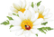 daisy flower - PNG gratuit GIF animé