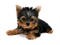 Kaz_Creations Dog Pup Dogs 🐶 - gratis png animeret GIF