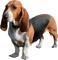 chien - ücretsiz png animasyonlu GIF