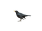 Black Bird (Amsel) - PNG gratuit GIF animé