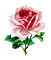 rose - Бесплатный анимированный гифка анимированный гифка