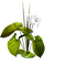 Una planta y flor blanca - фрее пнг анимирани ГИФ
