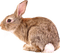 Bunny.Rabbit.Brown.White - png gratuito GIF animata