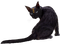 dolceluna black cat