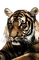 maj tigre - 免费PNG 动画 GIF