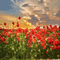 poppy field - Nemokamas animacinis gif animuotas GIF