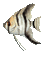 fish poisson gif - Бесплатный анимированный гифка анимированный гифка