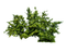 arbusto - bezmaksas png animēts GIF