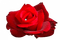 rose rouge avec diamant