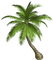 tree baum bush busch palm palme - PNG gratuit GIF animé