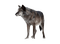 Волк - безплатен png анимиран GIF