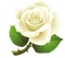 white rose by nataliplus - png gratis GIF animado