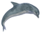 Kaz_Creations Dolphin - nemokama png animuotas GIF