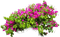 Pflanze - gratis png geanimeerde GIF