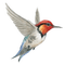 Kaz_Creations Birds Bird Humming - PNG gratuit GIF animé