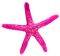 Starfish.Pink - бесплатно png анимированный гифка
